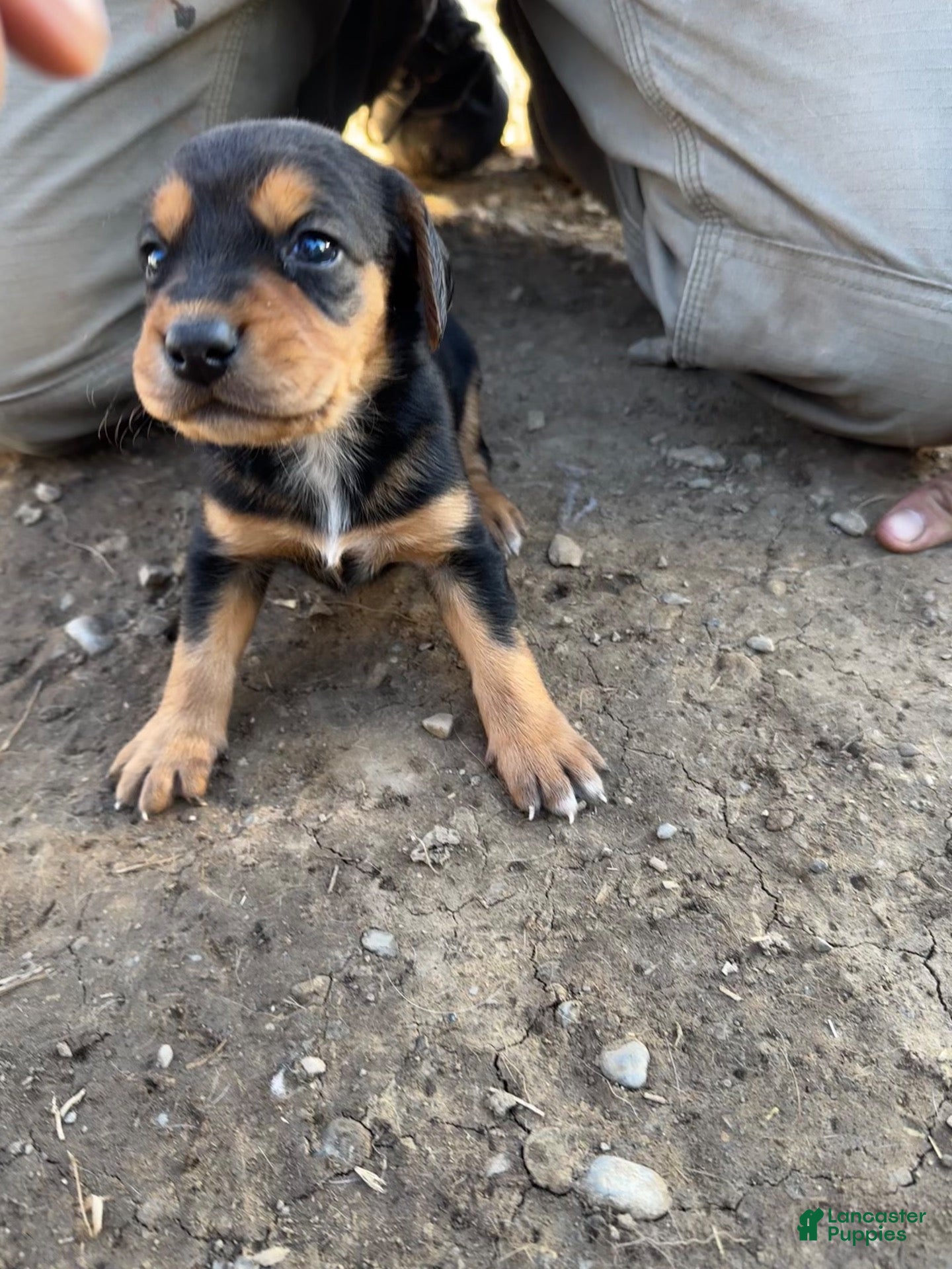 Mixed Breed dogs for sale: Hound puppy 6 - Ad 28