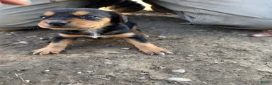 Hound puppy 6