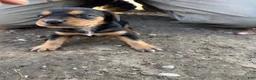 Mixed Breed dogs for sale: Hound puppy 6 - Ad 1