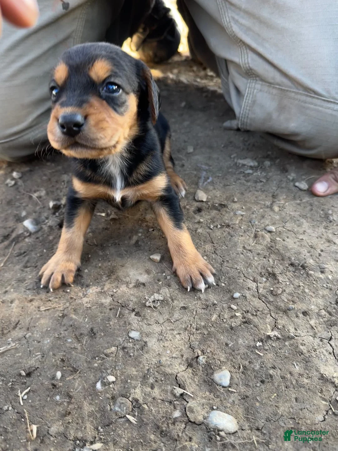 Mixed Breed dogs for sale: Hound puppy 6 - Ad 1
