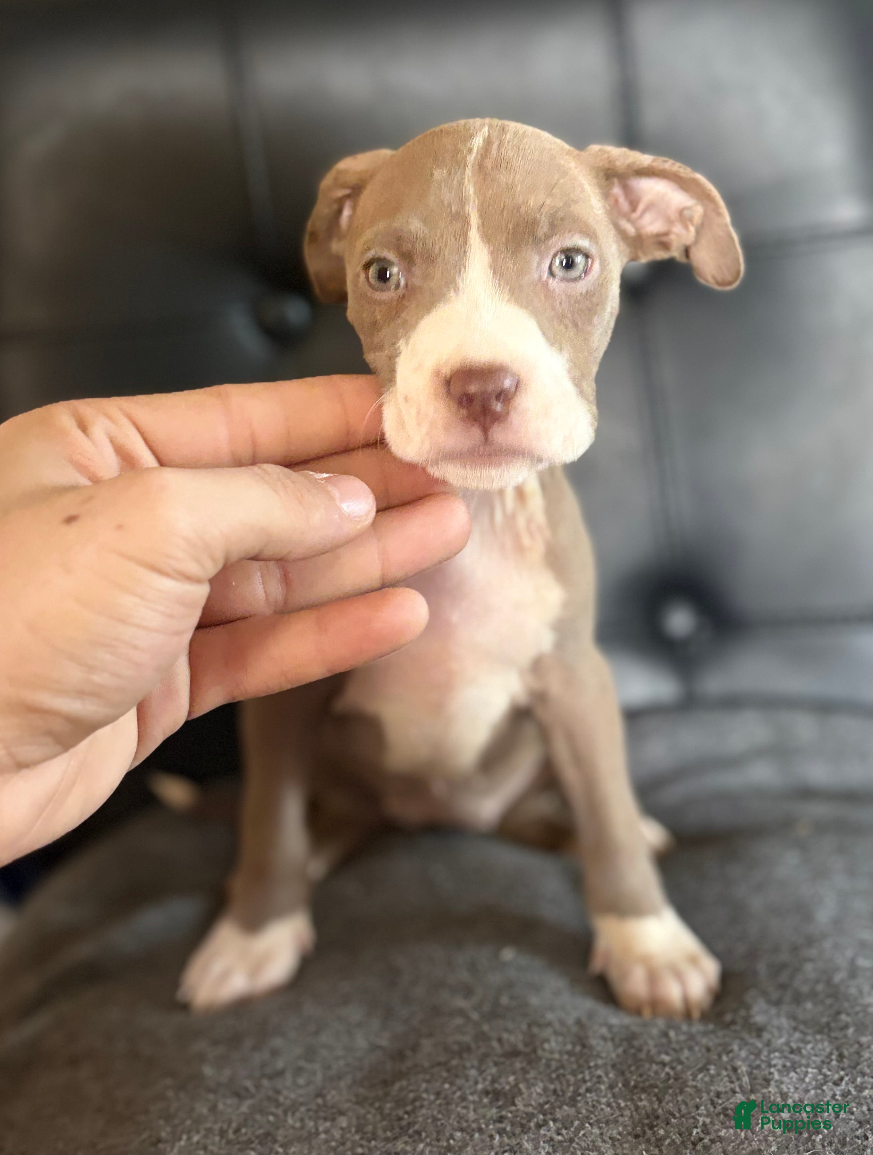 American Bully dogs American Bully Puppy 6 - Ad 39