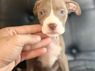 American Bully dogs American Bully Puppy 6 - Ad 39