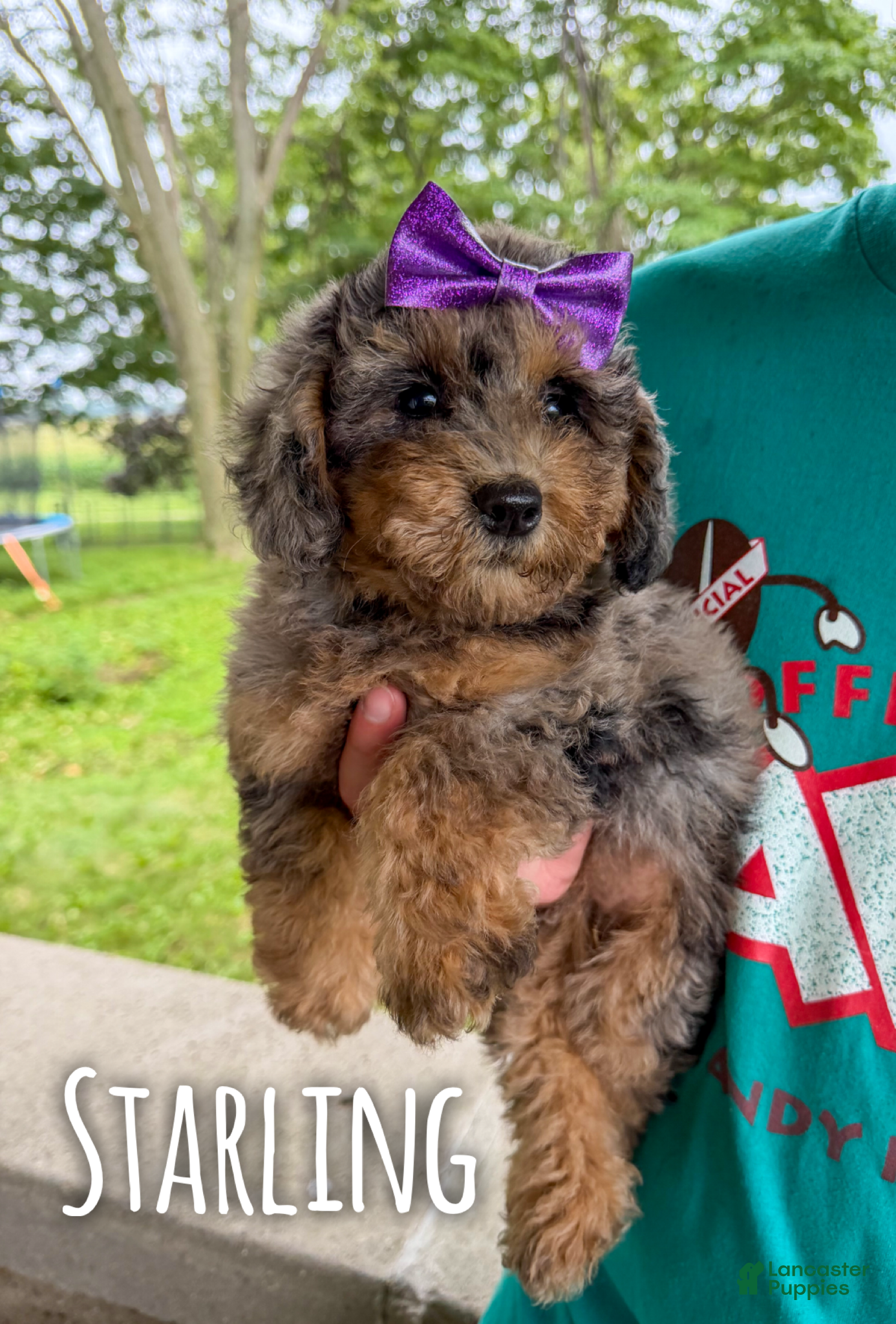 Mini Aussiedoodle dogs Starling - Micro Mini F1b - Ad 29