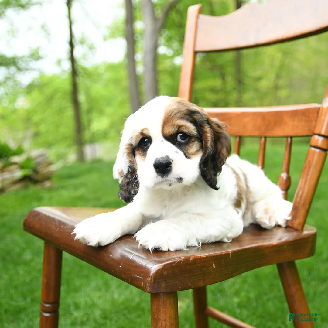 Cocker Spaniel dogs for sale: Bingo - Ad 2