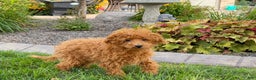 Maltipoo dogs for sale: Gary - Ad 1