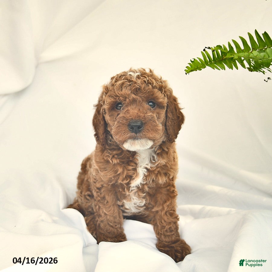 Miniature Poodle dogs Christopher  - Ad 2