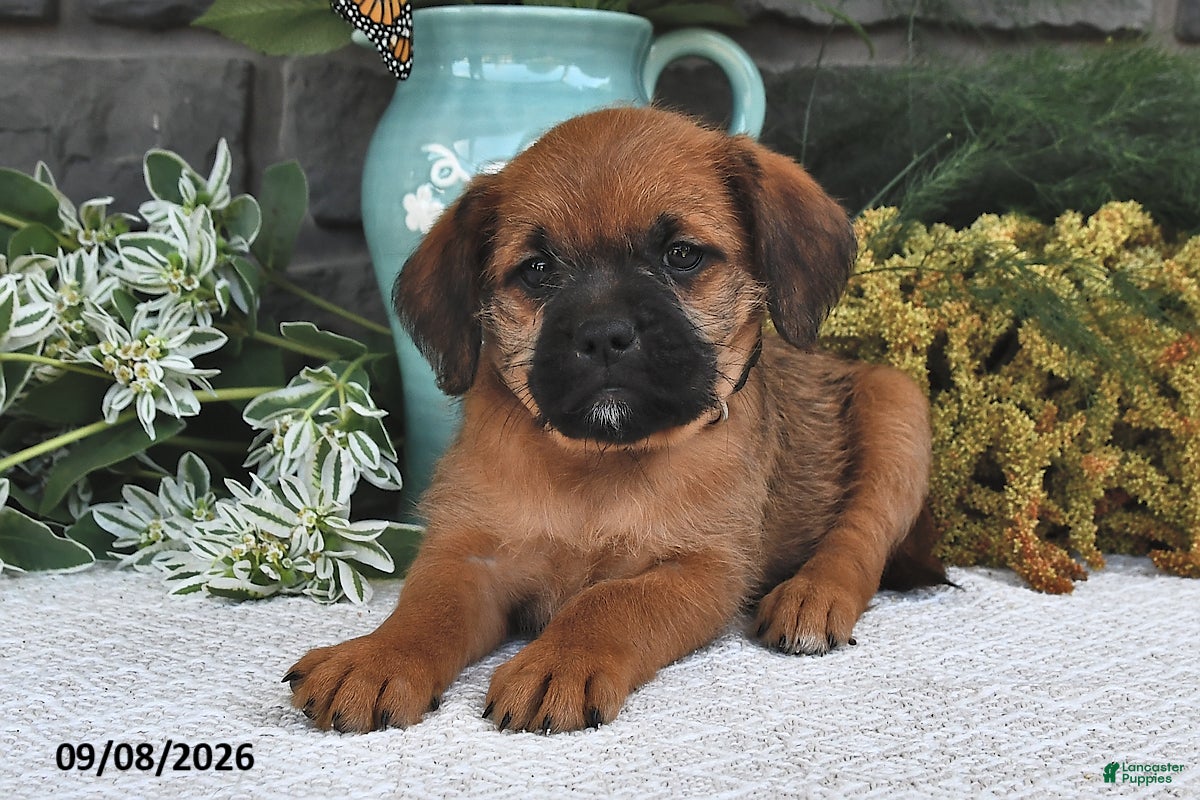 Mixed Breed dogs Trixie  - Ad 1