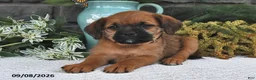 Mixed Breed dogs for sale: Trixie  - Ad 1