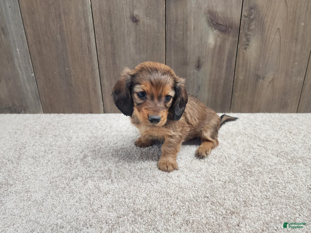 Miniature Dachshund dogs for sale: Miniature Dachshund Puppy 2 - Ad 7