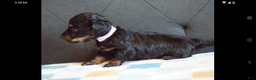 Miniature Dachshund dogs for sale: Miniature Dachshund Puppy 2 - Ad 2