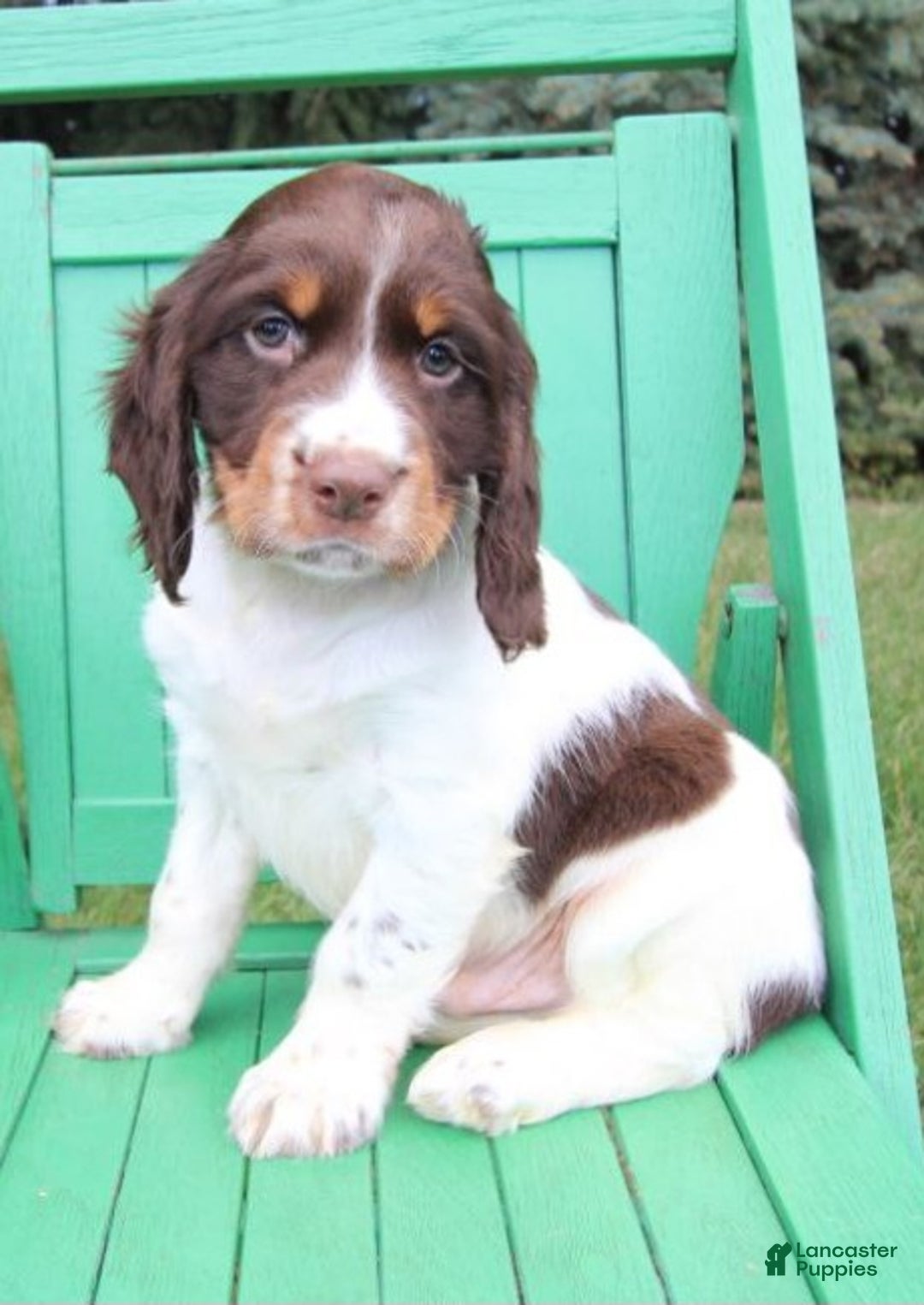 English Springer Spaniel Puppies for sale Lancaster Puppies