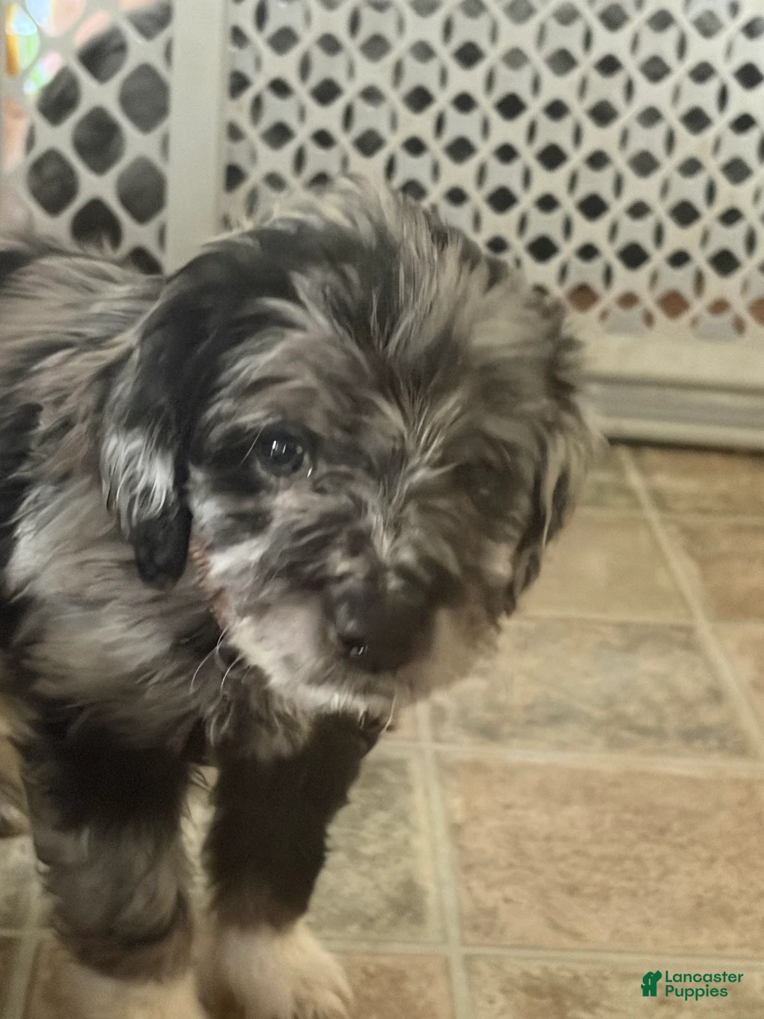 Aussiedoodle dogs for sale: Freya - Ad 1
