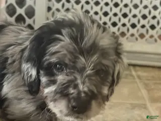 Aussiedoodle dogs Freya - Ad 8