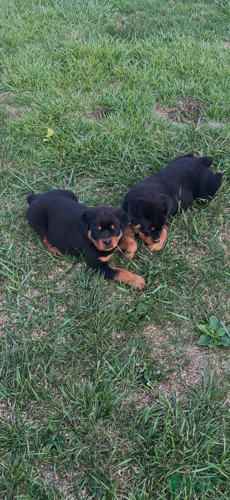 Rottweiler dogs Sassy - Ad 2