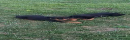 Rottweiler dogs for sale: Sassy - Ad 2