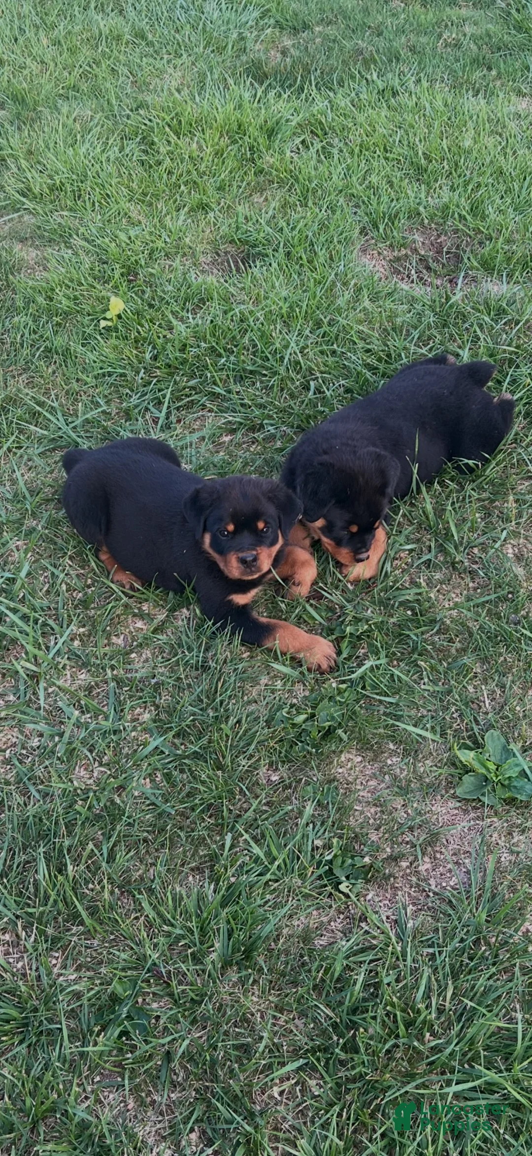 Rottweiler dogs for sale: Sassy - Ad 2