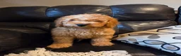 Mini Goldendoodle dogs for sale: BLAZE - Mini Goldendoodle Fluffy Puppy - Ad 12