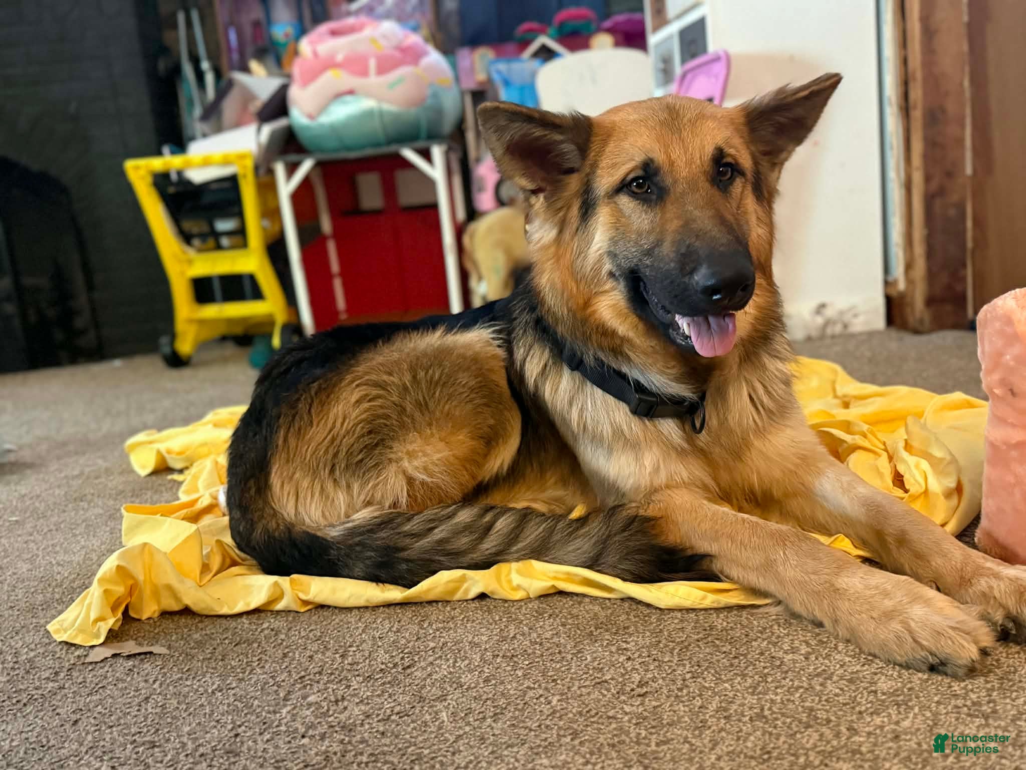 German Shepherd dogs German Shepherd Puppy 1 - Ad 2