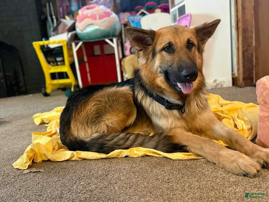 German Shepherd dogs for sale: German Shepherd Puppy 1 - Ad 2