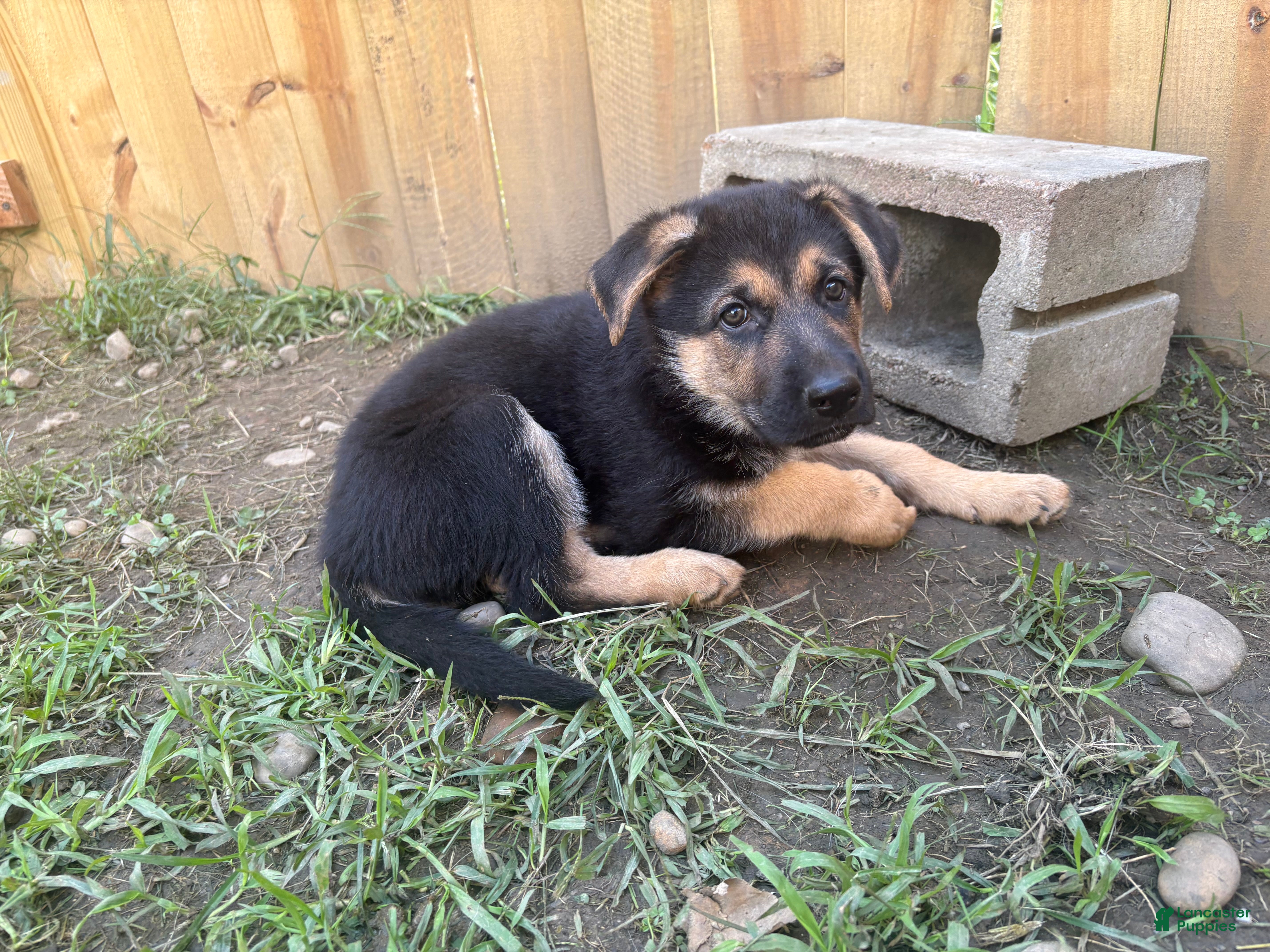 German Shepherd dogs German Shepherd 3 - Ad 11