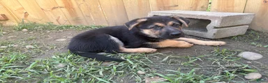 German Shepherd 3