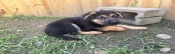 German Shepherd dogs for sale: German Shepherd 3 - Ad 1