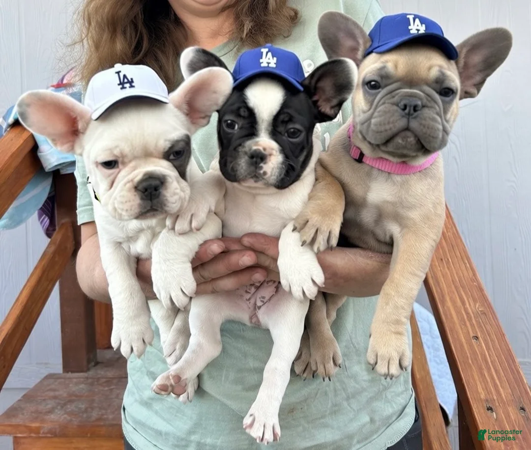French Bulldog dogs for sale: Rosalita - Ad 20