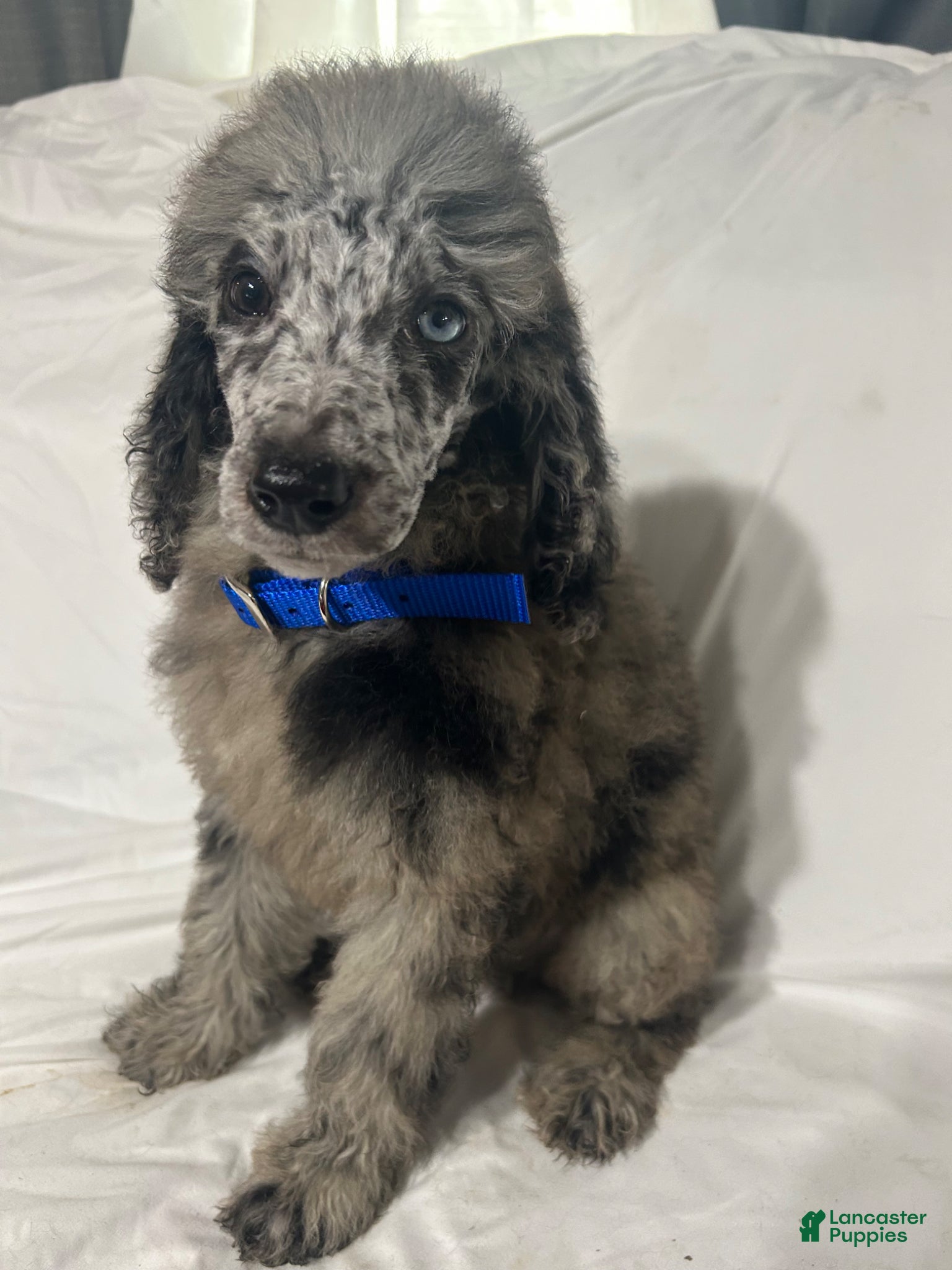 Standard Poodle dogs Standard Poodle Puppy 4 - Ad 1