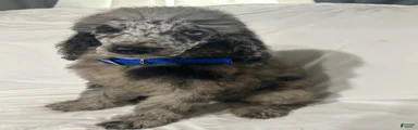 Standard Poodle Puppy 4