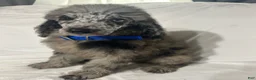 Standard Poodle dogs for sale: Standard Poodle Puppy 4 - Ad 1
