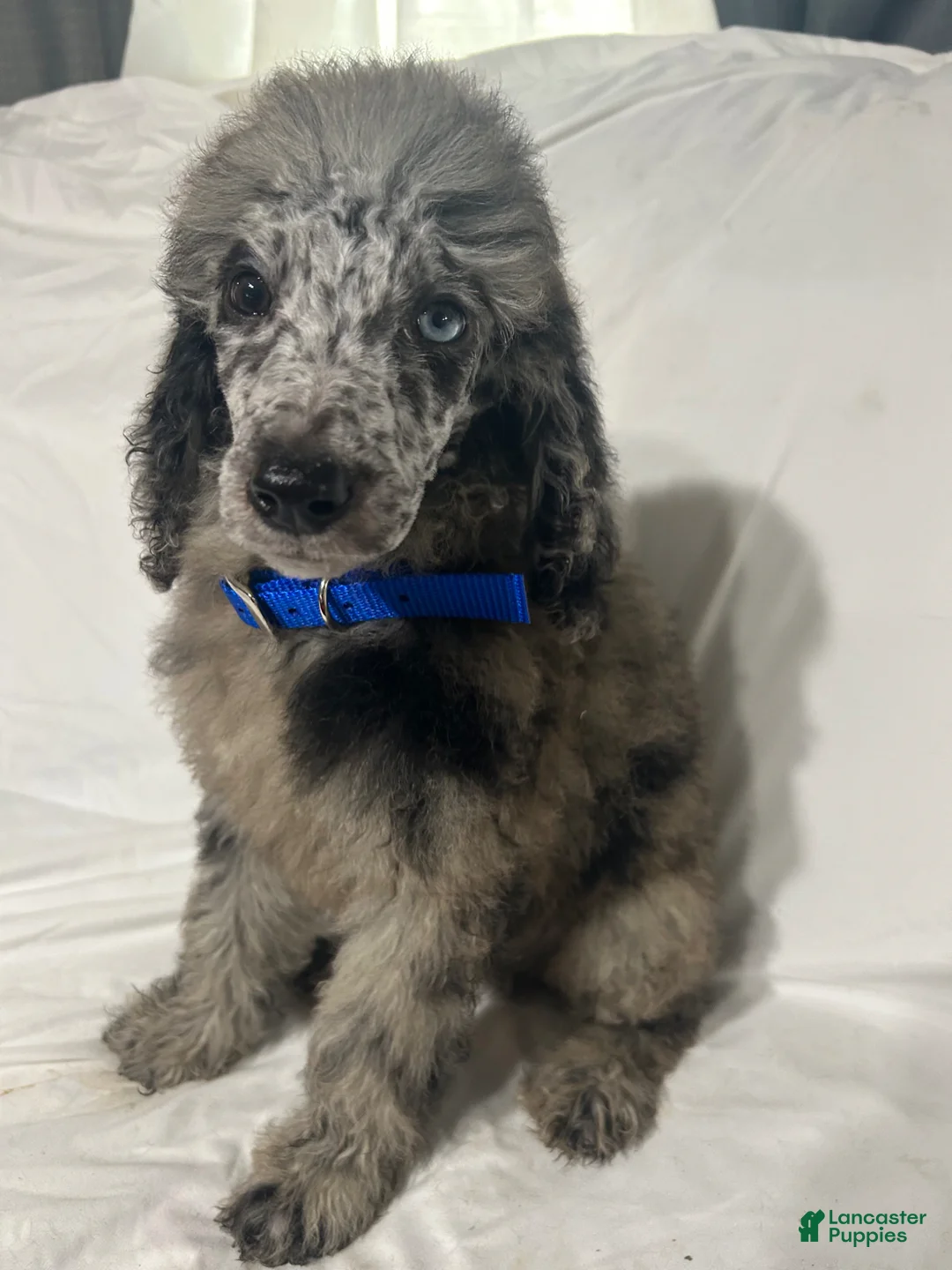 Standard Poodle dogs for sale: Standard Poodle Puppy 4 - Ad 1