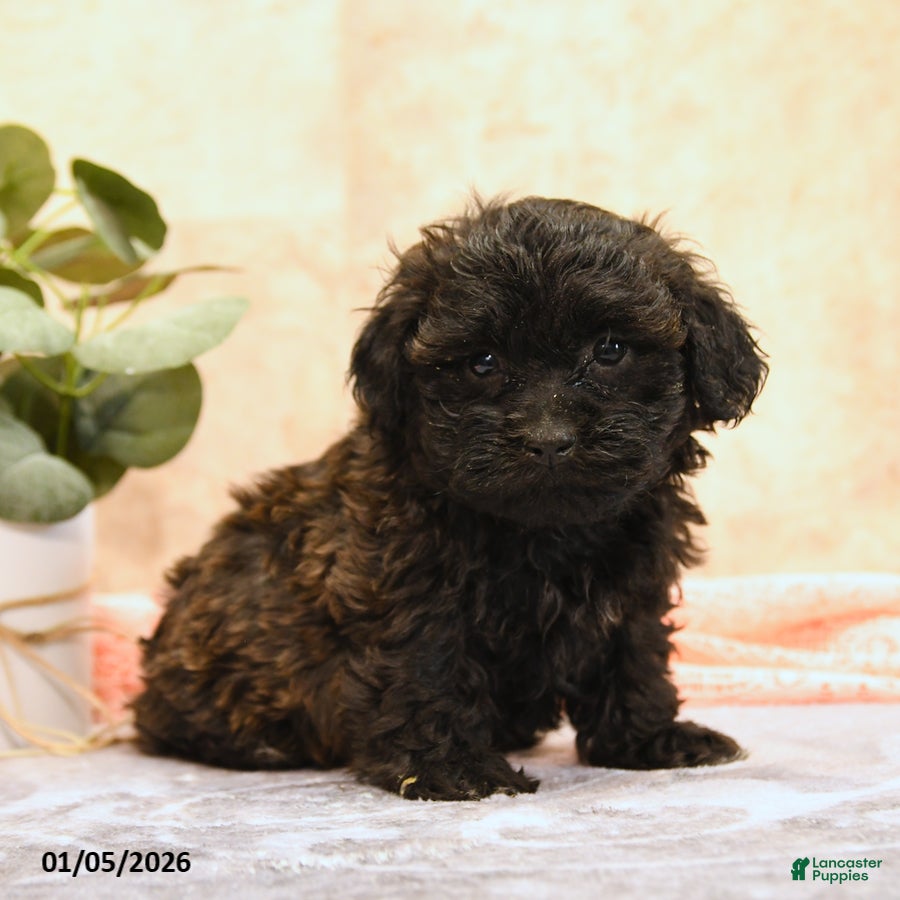 Teddy Bear dogs Mako - Ad 2