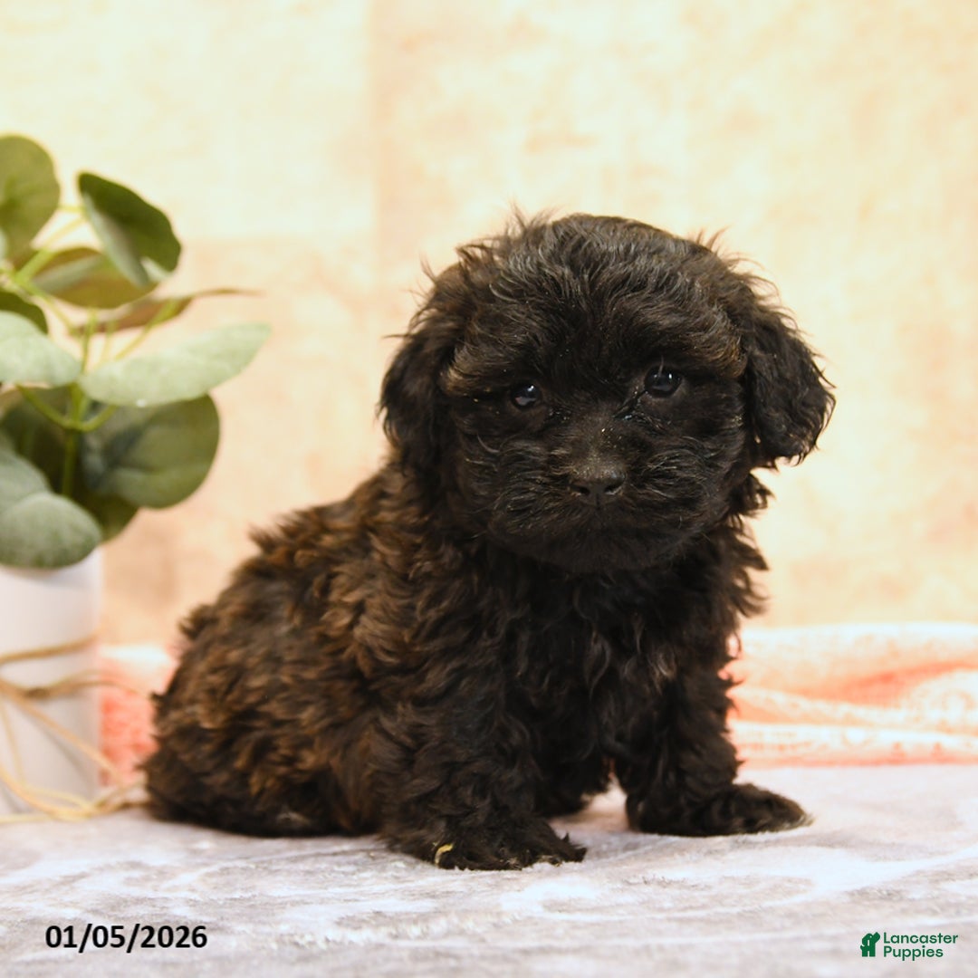 Teddy Bear dogs for sale: Mako - Ad 2