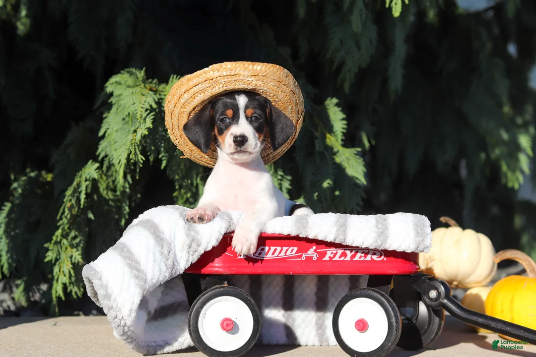 Dachshund dogs for sale: Bailey - Ad 1
