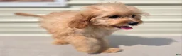 Cavapoo dogs for sale: Miles - Ad 10