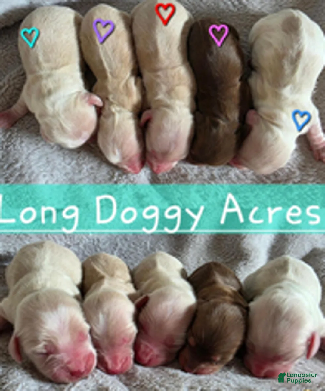 Dachshund dogs for sale: Baby boy Red heart - Ad 1