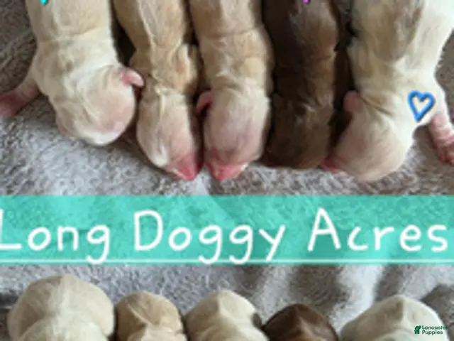 Dachshund dogs for sale: Baby boy Red heart - Ad 1