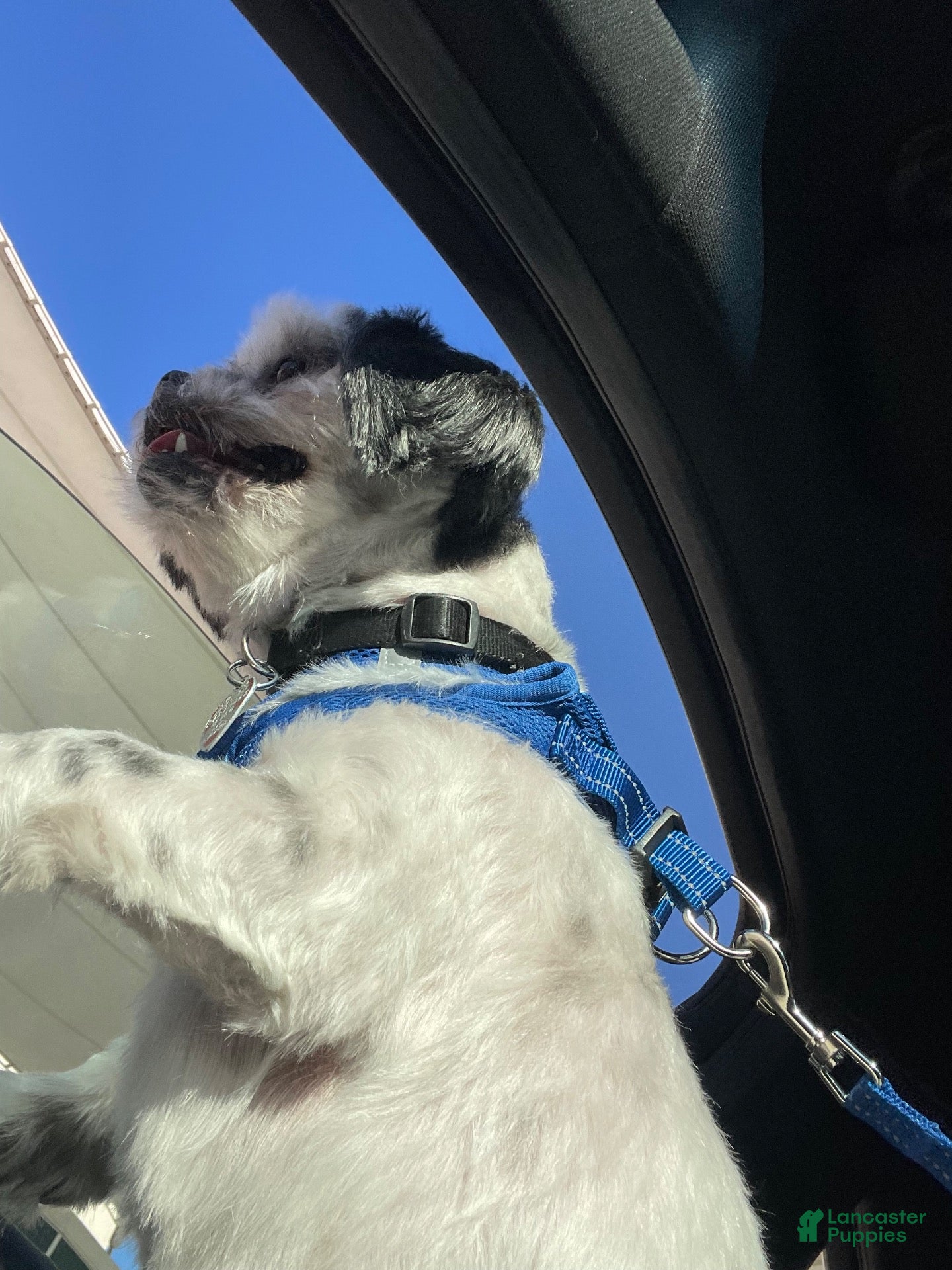 Shih Tzu dogs for stud: Whiskey - Ad 2