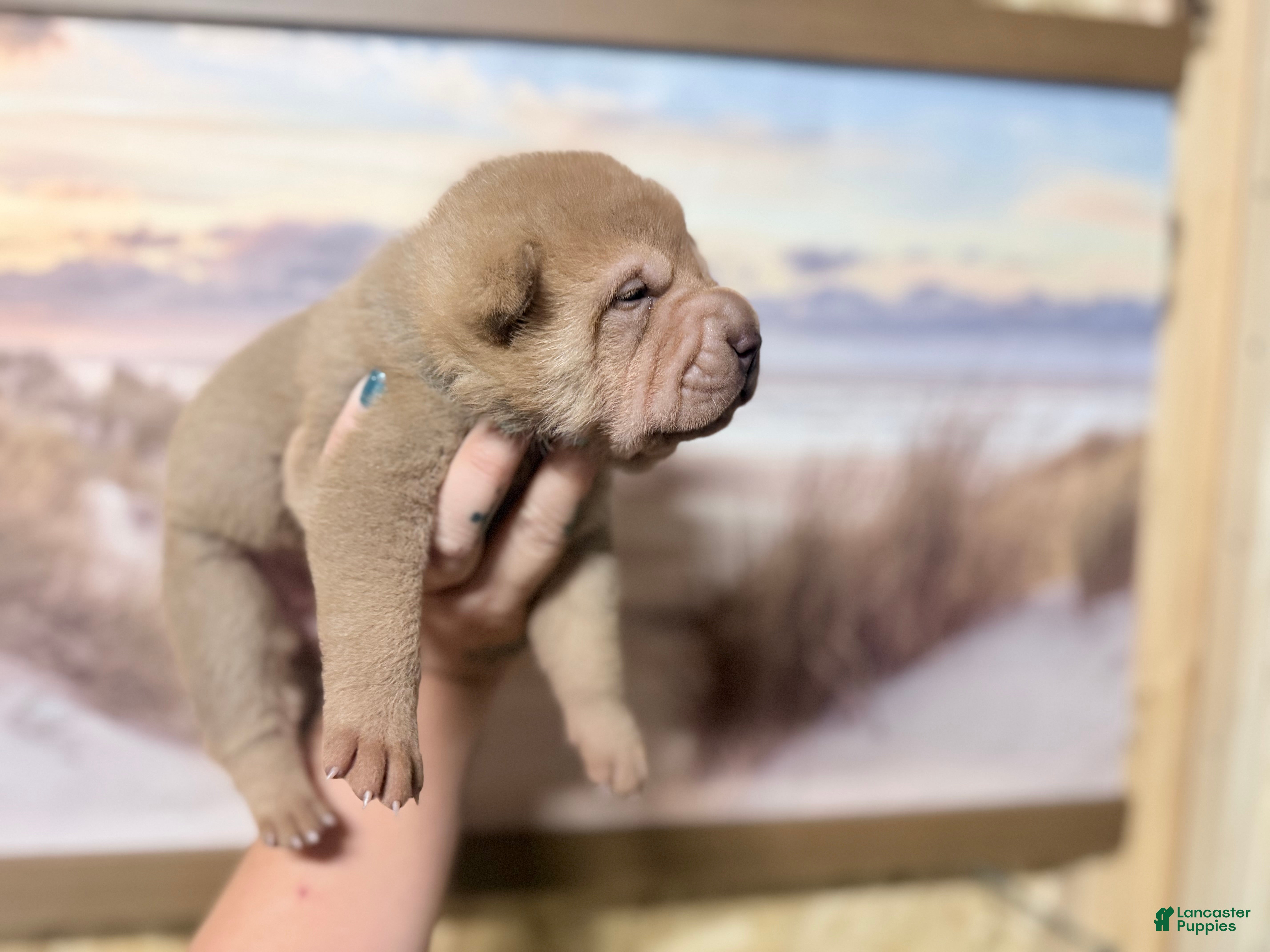 Shar Pei dogs Darcy - Ad 2