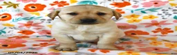 Labrador Retriever dogs for sale: Daffodil - Ad 1
