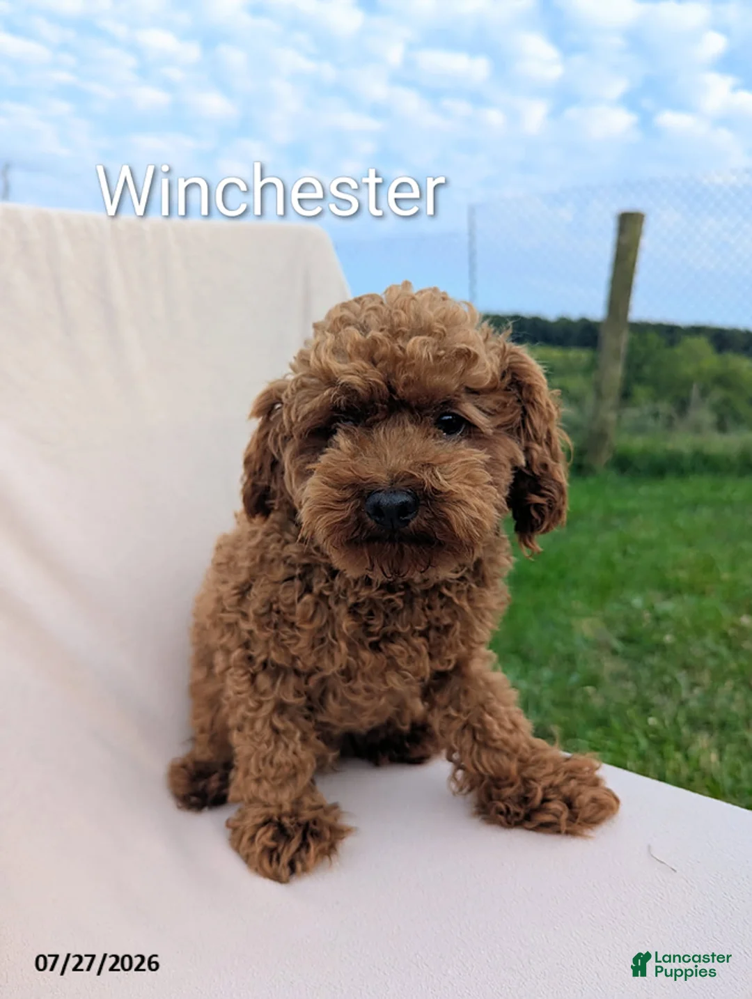 Toy Poodle dogs for sale: Winchester - Ad 1