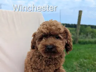 Toy Poodle dogs Winchester - Ad 42