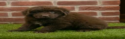 Newfoundland dogs for sale: Katie - Ad 5