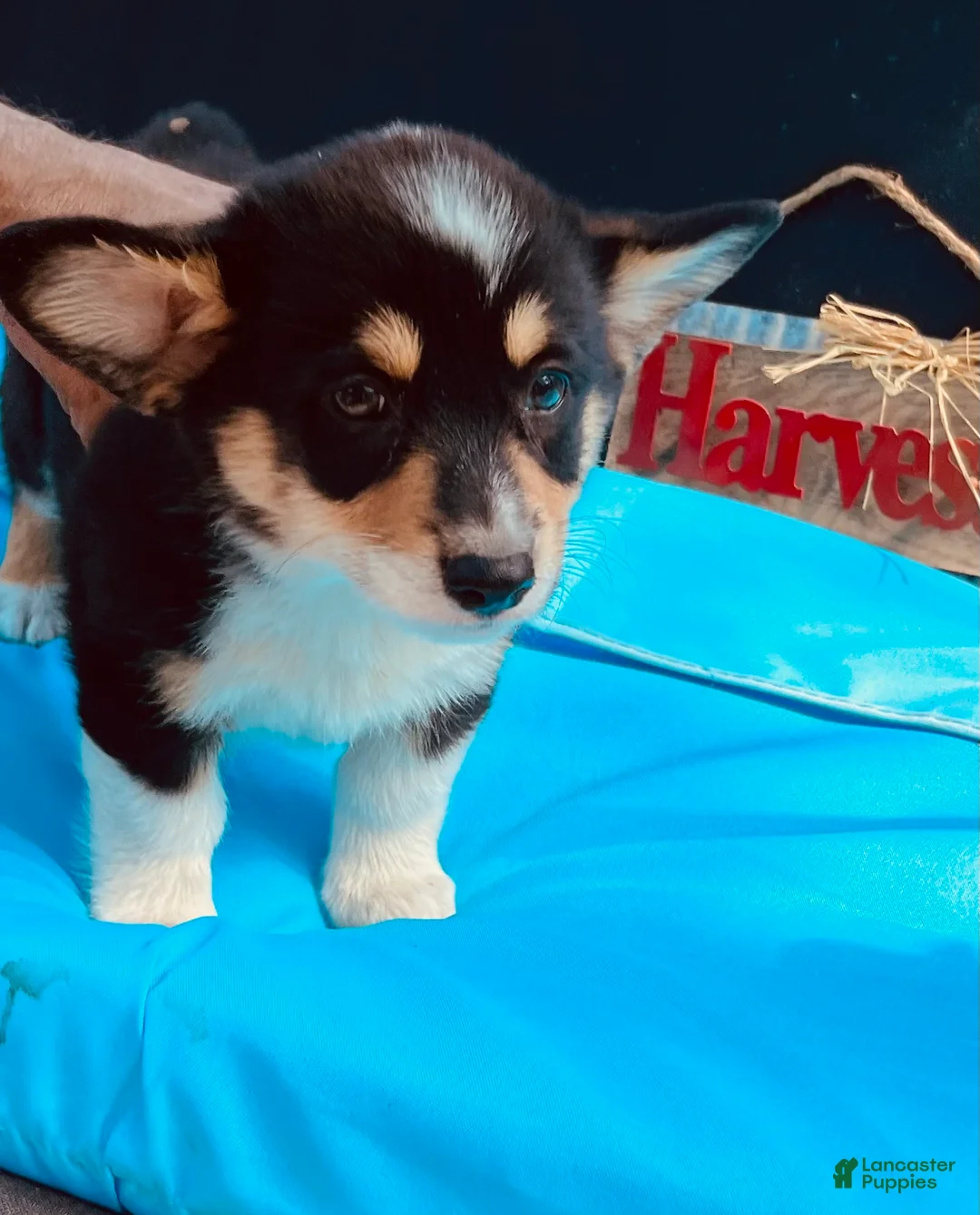 Welsh Corgi Pembroke dogs for sale: Welsh Corgi Pembroke 1 - Ad 2