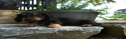 Miniature Dachshund dogs for sale: Cleo - Ad 4