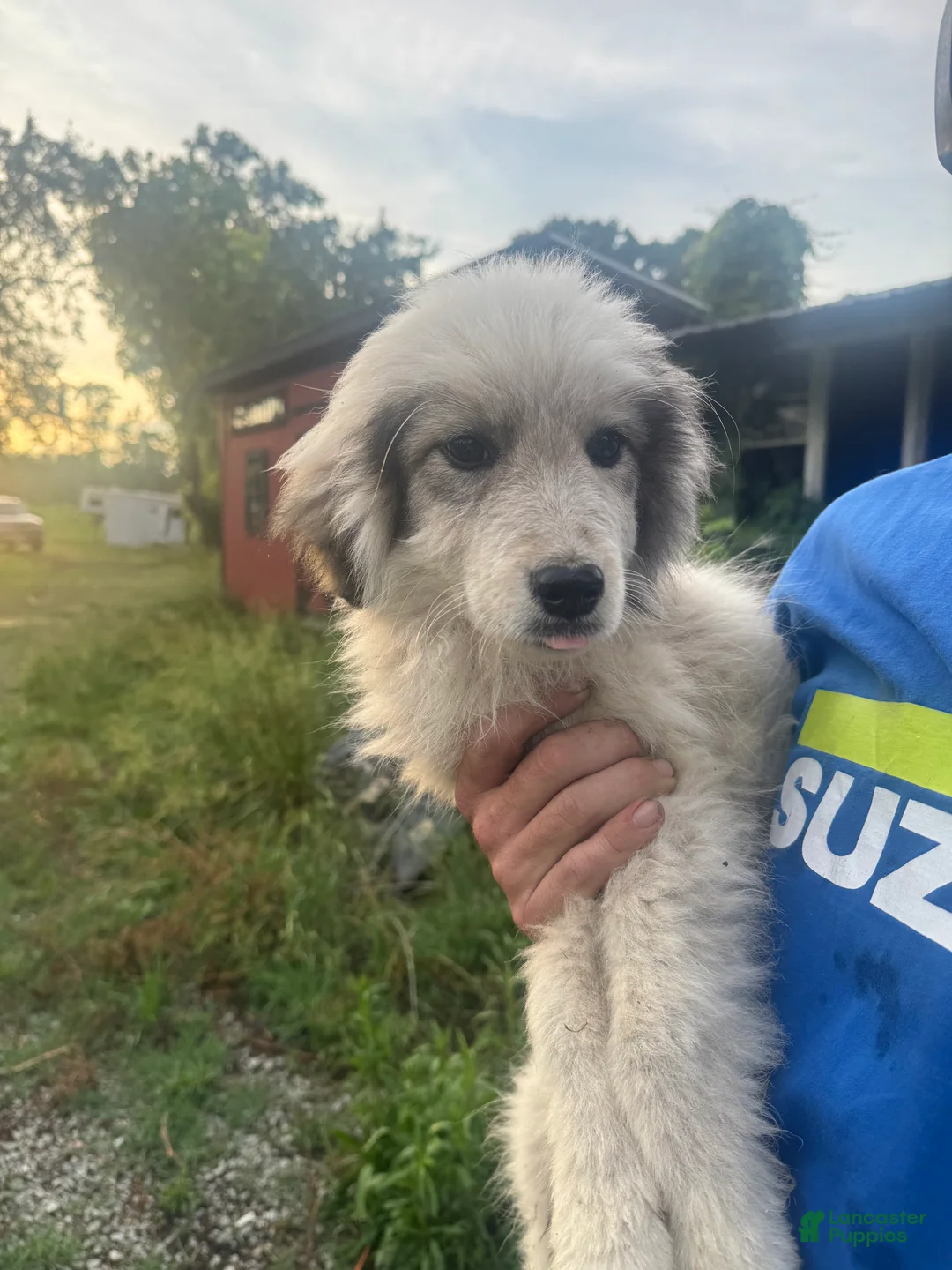 Great Pyrenees dogs for sale: Rosco  - Ad 9