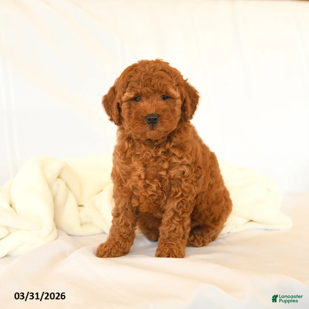 Miniature Poodle dogs for sale: Glorie - Ad 2