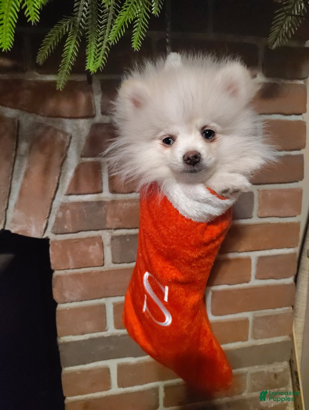 Pomeranian dogs for sale: Pomeranian Puppy 3 - Ad 1