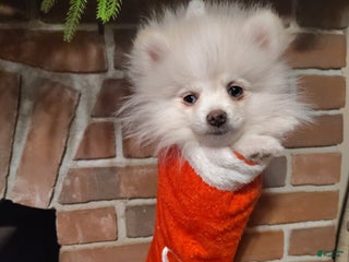 Pomeranian dogs Pomeranian Puppy 3 - Ad 9