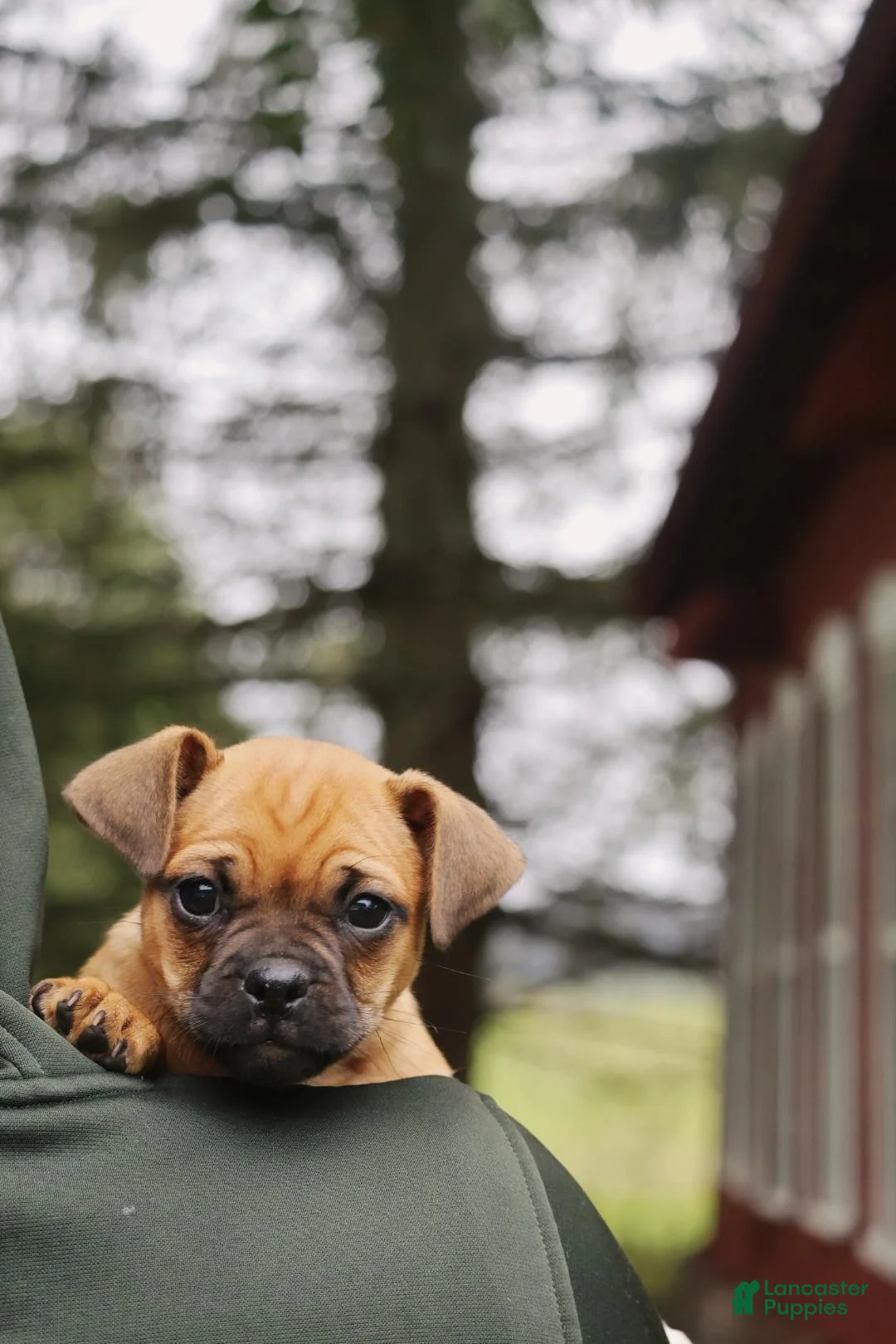 Jug dogs for sale: Bailey  - Ad 2